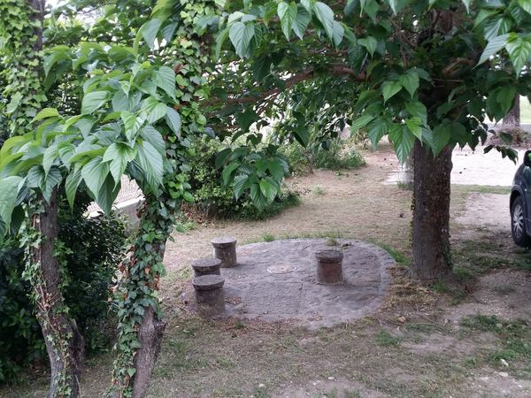 gazon tondu